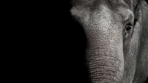 Eléphant Kanchanaburi Thailande Baan Mama
