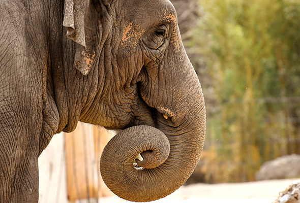 Elephant qui mange