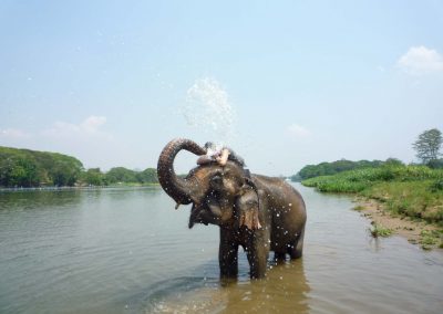 Volontariat 2019 Baan Mama Elephant