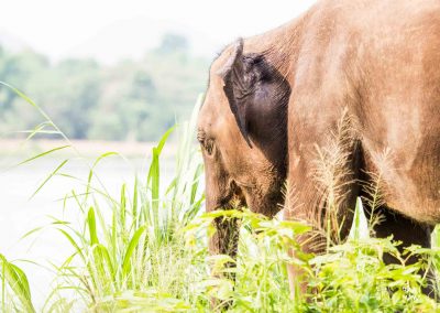 Chumphon Baan Mama Elephant Kanchanaburi Thailande