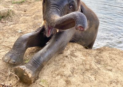 Baan Mama Elephant Thailande Kanchanaburi