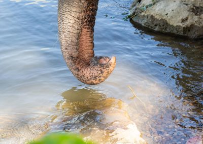 Trompe d'éléphant Thailande