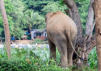 Eléphant de dos Thailande