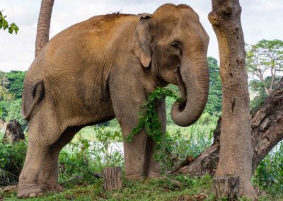 Eléphant Thaïlande