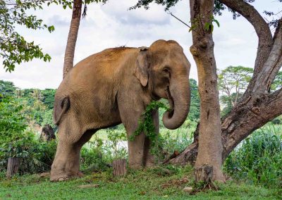 Eléphant au bord de la rivière