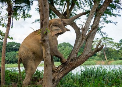 Eléphant Thaïlande