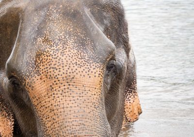 Eléphant Thaïlande