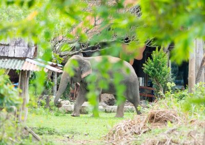 Eléphant Thaïlande