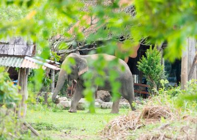 Eléphant de Thaïlande