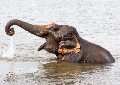 Eléphant Thaïlande