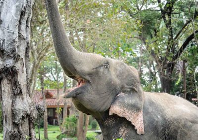 Eléphant Thaïlande