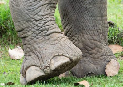 Pattes d'éléphant Thaïlande