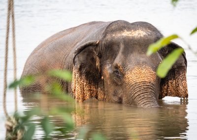 Eléphant Thaïlande