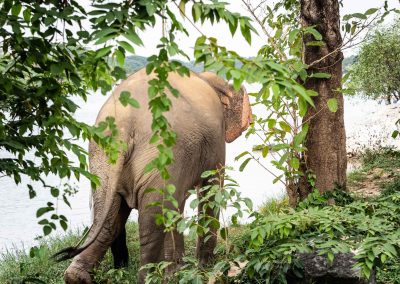 Eléphant Thaïlande