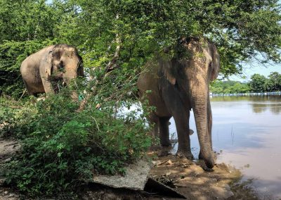 Eléphants Thaïlande