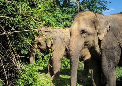 Eléphants Thaïlande