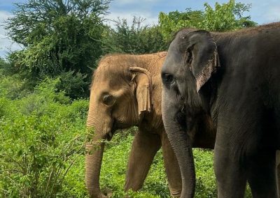 Eléphants Thaïlande