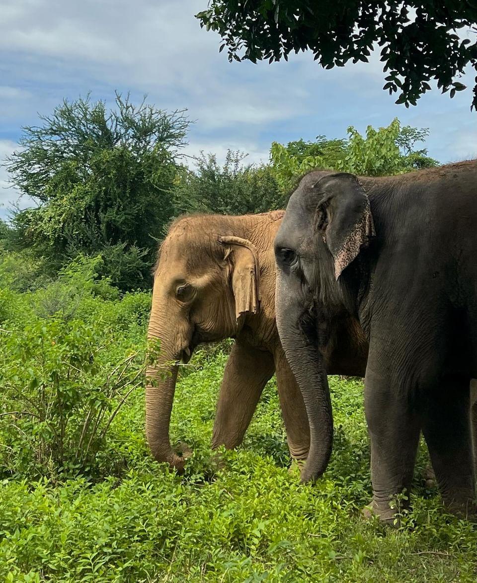 Eléphants Thaïlande