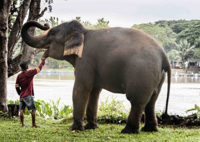 Eléphant Thaïlande