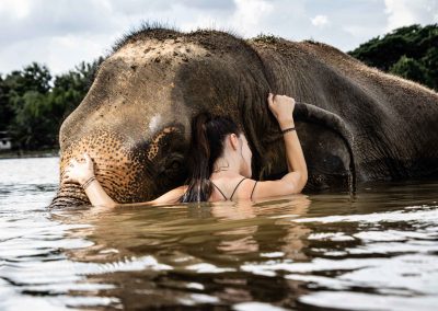 Eléphant Thaïlande