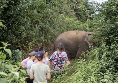 Eléphant Thaïlande