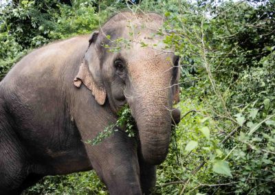 Eléphant Thaïlande