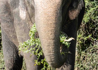 Eléphant en train de manger chez Baan Mama