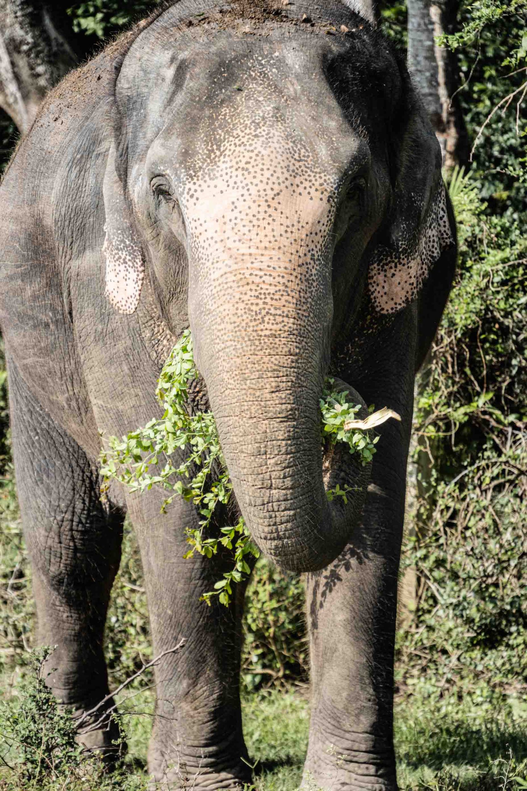 Eléphant en train de manger chez Baan Mama