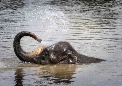 Eléphant dans l'eau